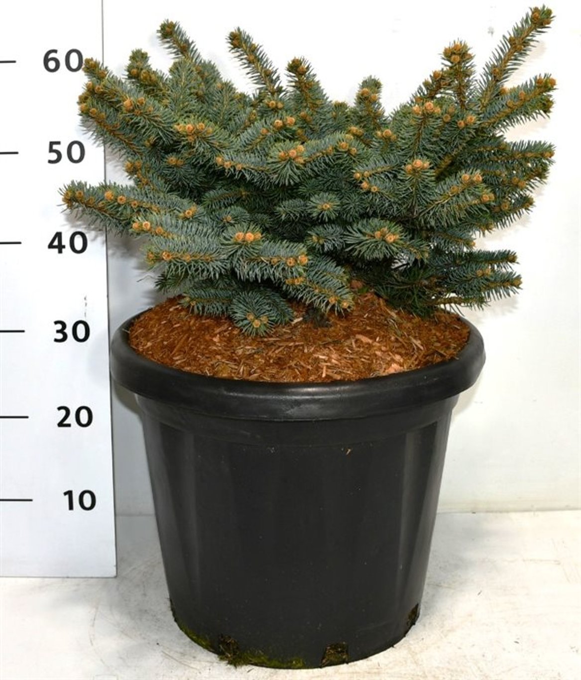 Picea pungens 'Glauca Globosa' - C25 40-50 CM